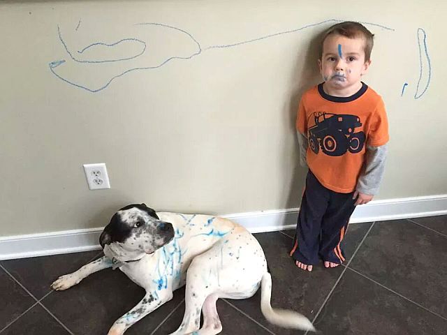 Ребенок разрисовал себя, собаку и обои - чем отмыть чернила