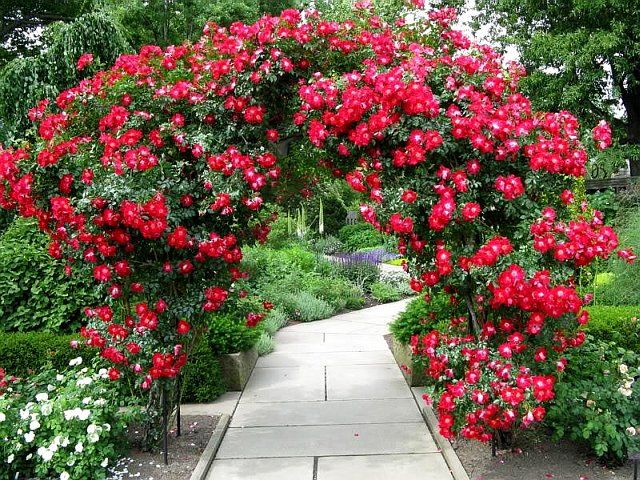 плетистые розы в саду - фото