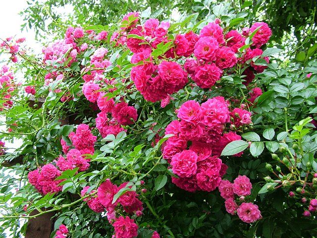 плетистые розы в саду - фото