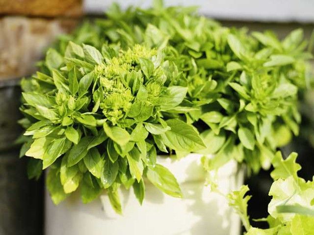 какую зелень можно выращивать на подоконнике зимой - салат